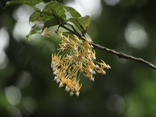 Hoya multiflora Blume