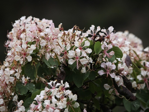 Bauhinia bohniana
