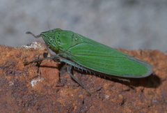 Draeculacephala inscripta