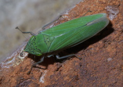 Draeculacephala inscripta