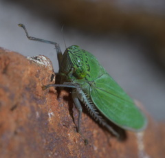 Draeculacephala inscripta