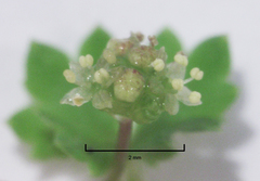 Hydrocotyle tripartita