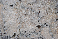 Circinaria caesiocinerea