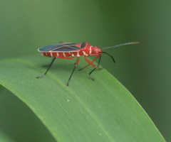 Dysdercus suturellus