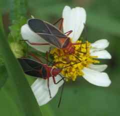 Dysdercus suturellus