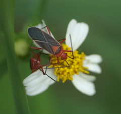 Dysdercus suturellus