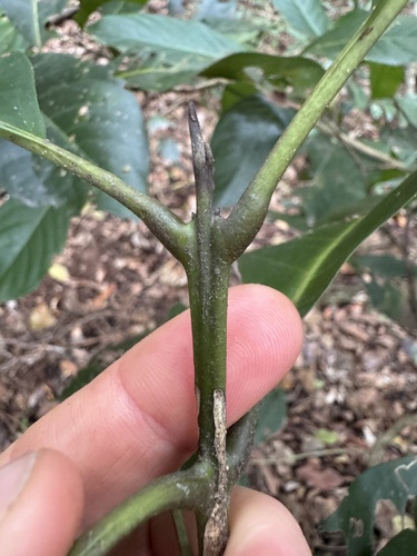Rhodomyrtus macrocarpa observed 2025-09-19