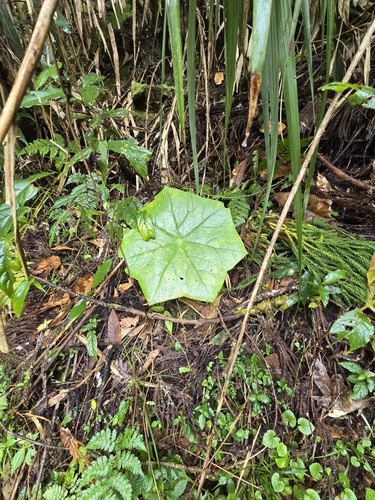many-flowered Chinese mayapple (Dysosma pleiantha)