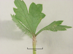Hydrocotyle tripartita