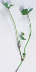 Hydrocotyle tripartita