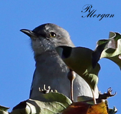 Mimus polyglottos