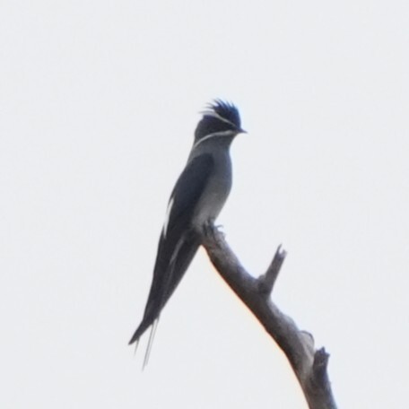 Moustached Treeswift (Hemiprocne mystacea), photo 7