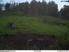 Cervus canadensis sibiricus