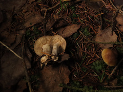 Dermoloma josserandii