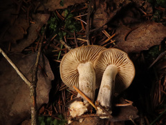Dermoloma josserandii