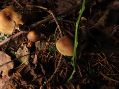 Dermoloma josserandii