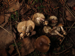 Dermoloma josserandii