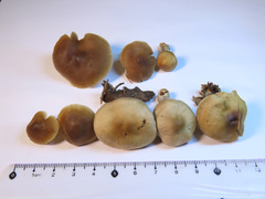 Dermoloma josserandii