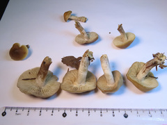 Dermoloma josserandii