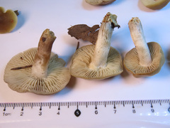 Dermoloma josserandii