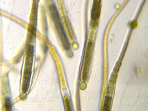 Gloeotrichia natans observed 2025-09-18
