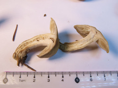 Dermoloma josserandii