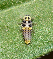 Psyllobora variegata