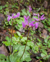 Primula pauciflora pauciflora