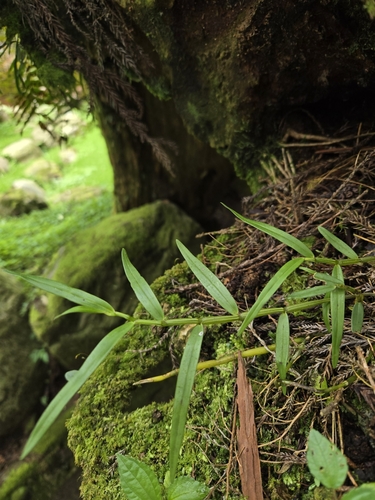 Dendrobium chryseum, photograph 5