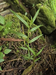 Dendrobium chryseum, photograph (c) jimmy, some rights reserved (CC BY)