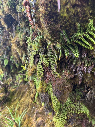Sadleria squarrosa observed 2025-09-18