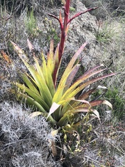 Tillandsia secunda