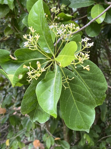 Vavaea amicorum observed 2025-09-19