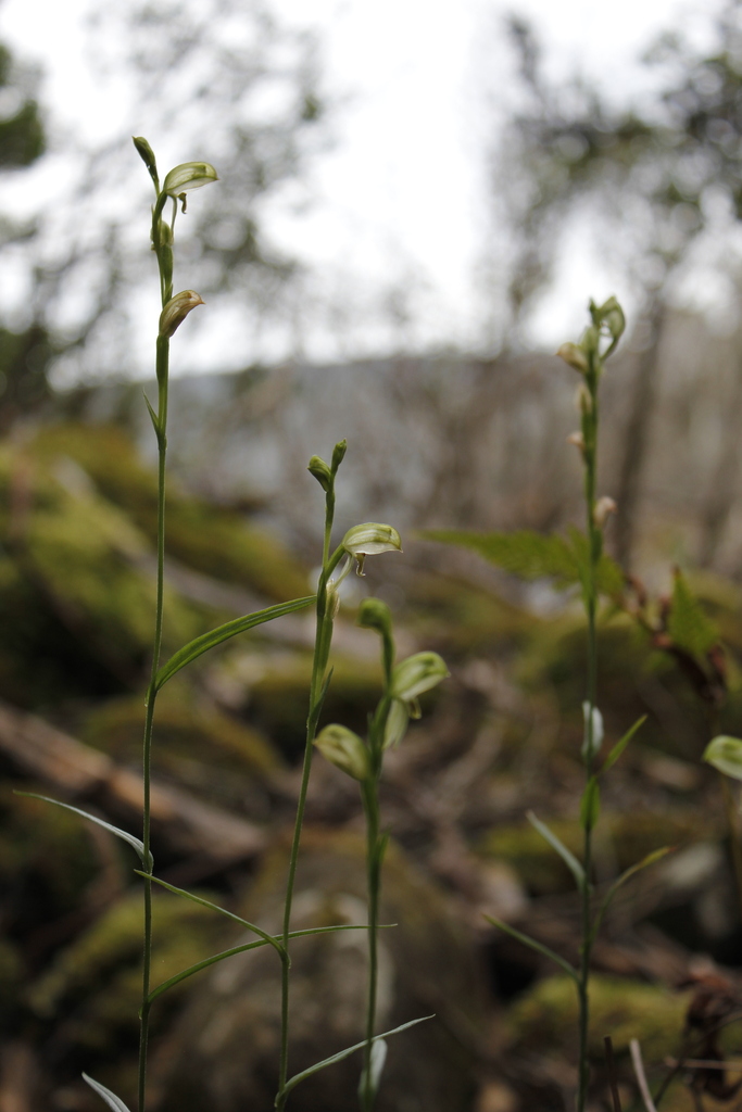 Pterostylis stenochila