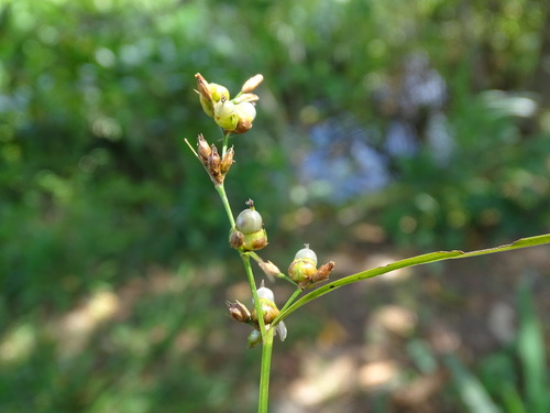 tropical nutrush (Scleria microcarpa)