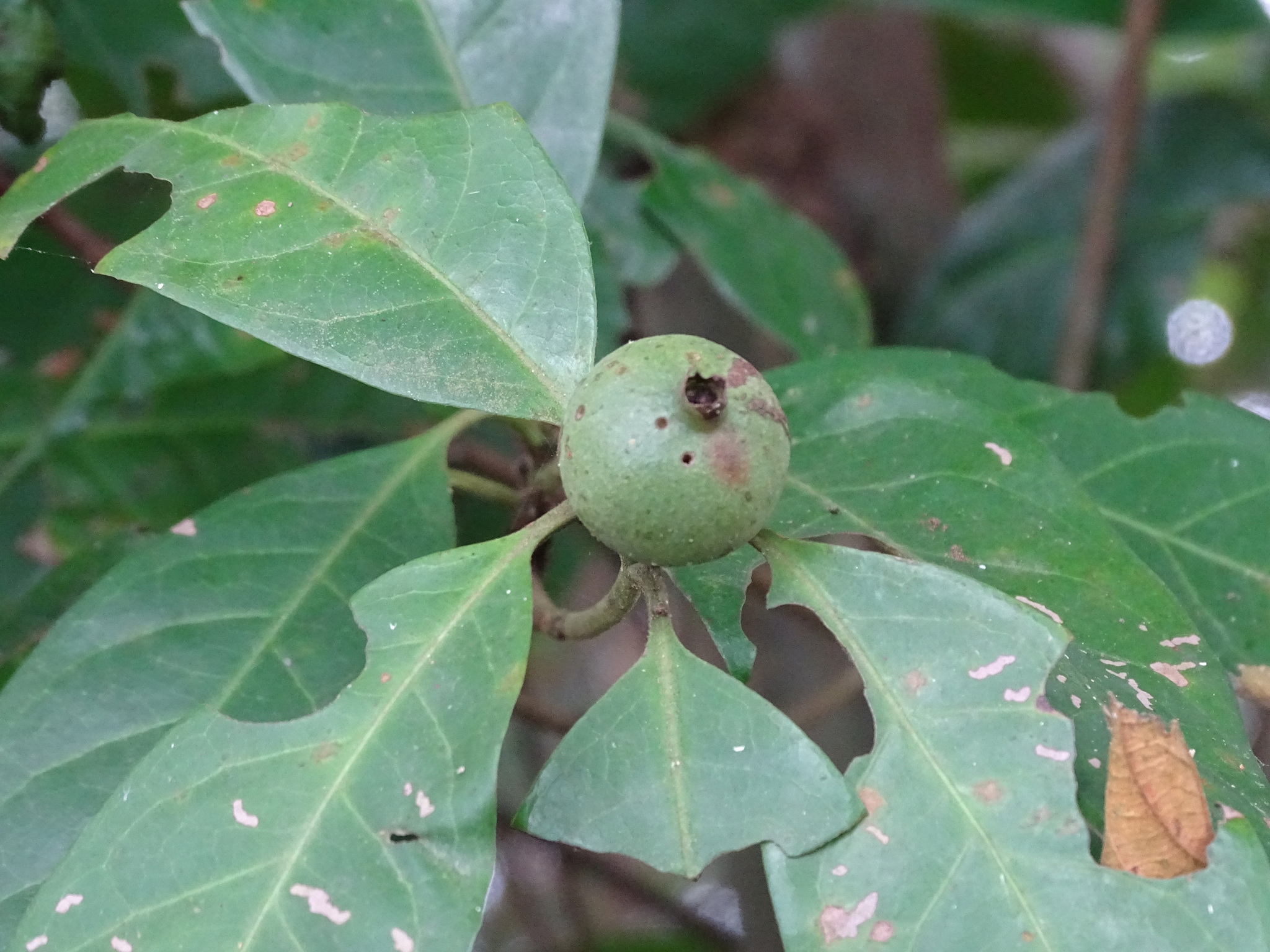 Alibertia edulis