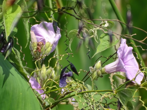 Water Morning-glory (Ipomoea rubens)
