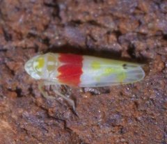 Eratoneura osborni