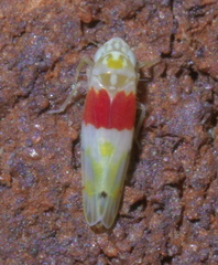 Eratoneura osborni