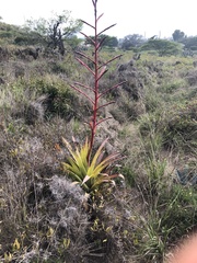 Tillandsia secunda
