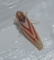 Erythridula noeva