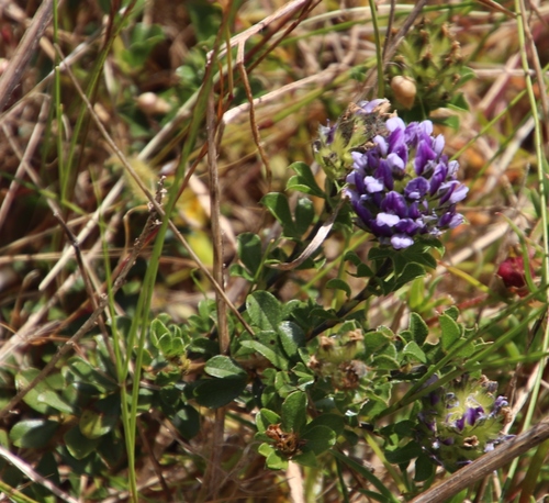 Image of Psoralea fruticans by (c) Tony Rebelo, some rights reserved (CC BY-SA)