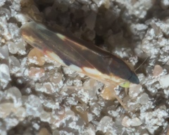 Erythroneura aclys