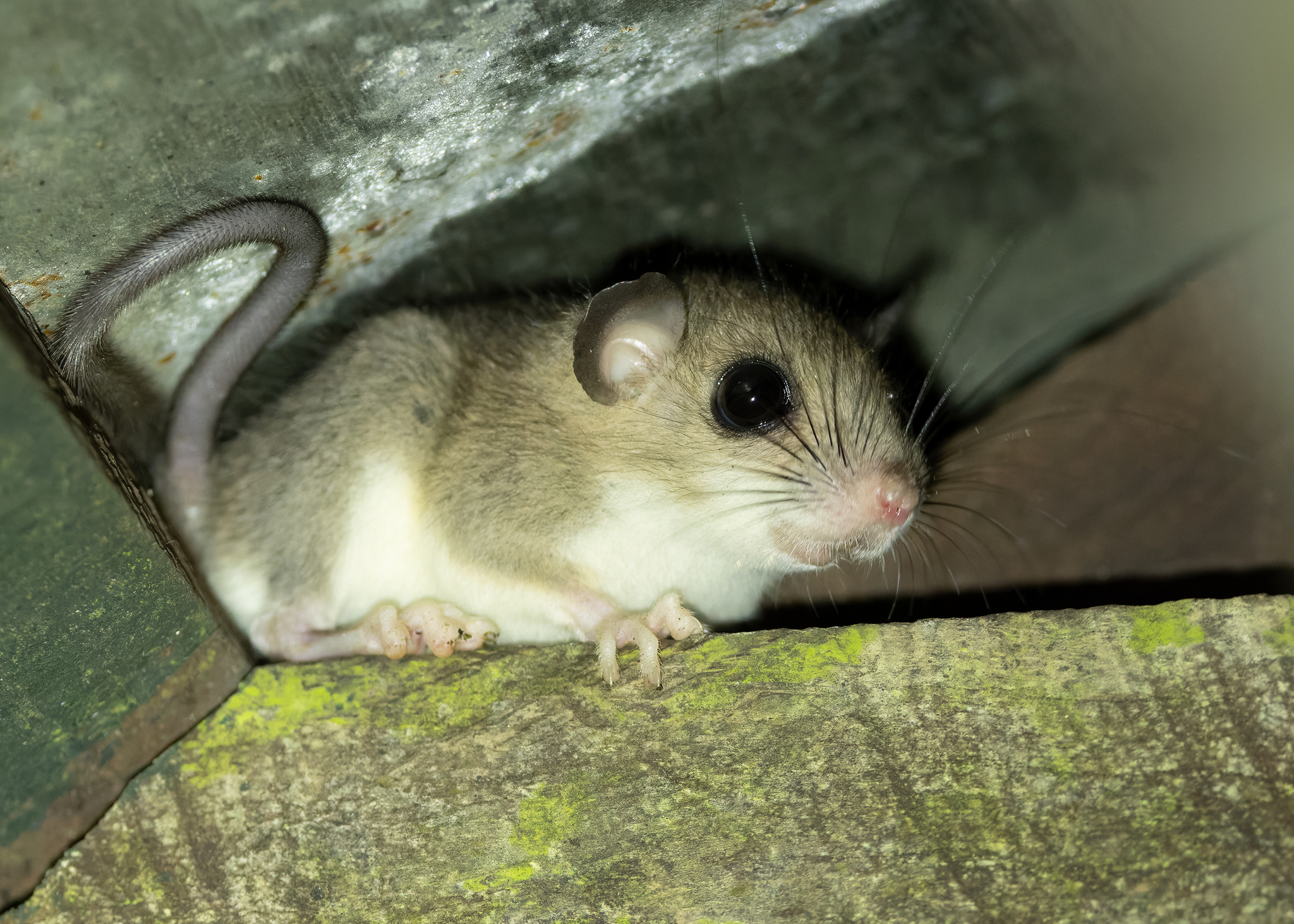 Greater Pencil-Tailed Tree Mouse
