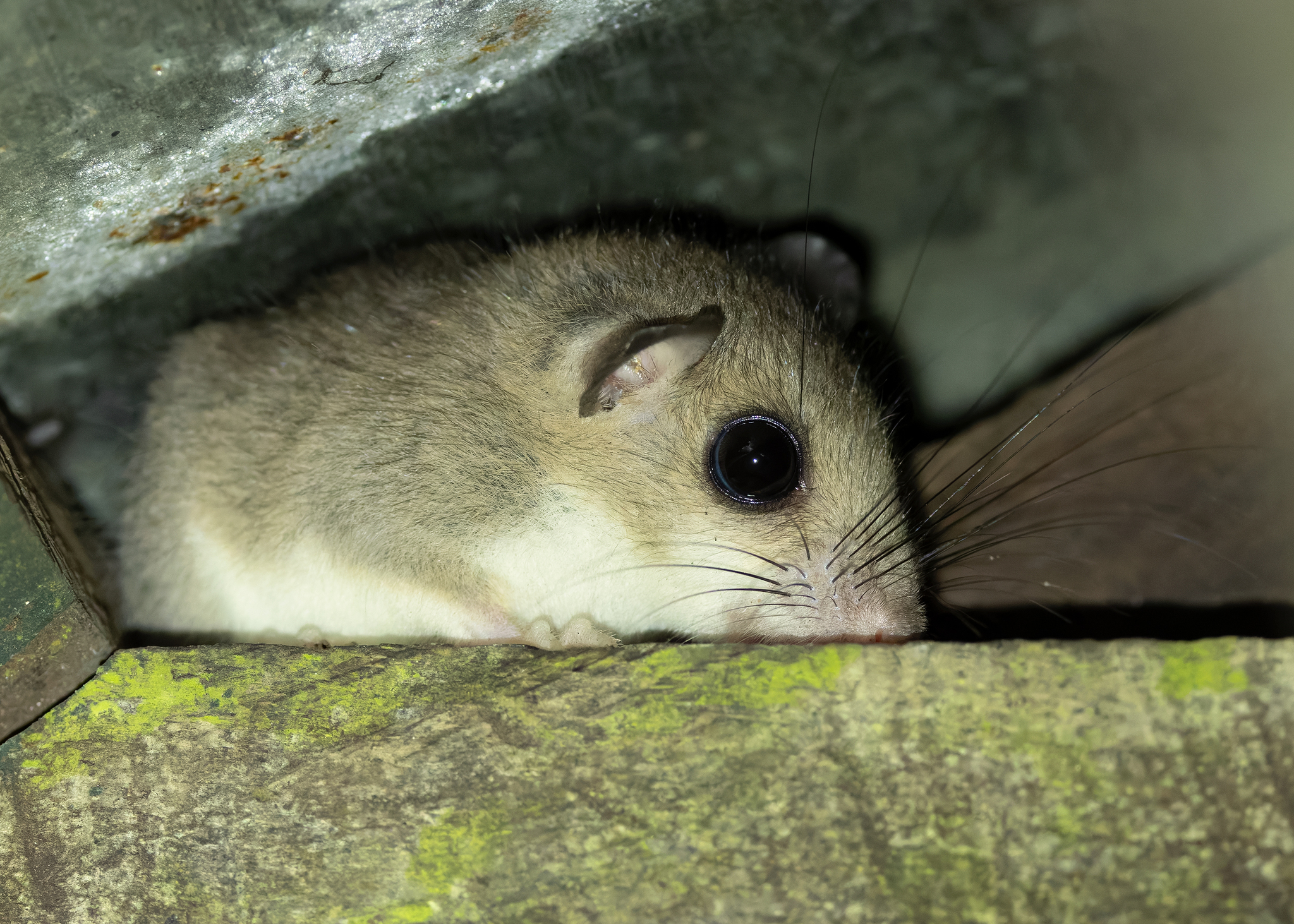 Greater Pencil-Tailed Tree Mouse photo 2