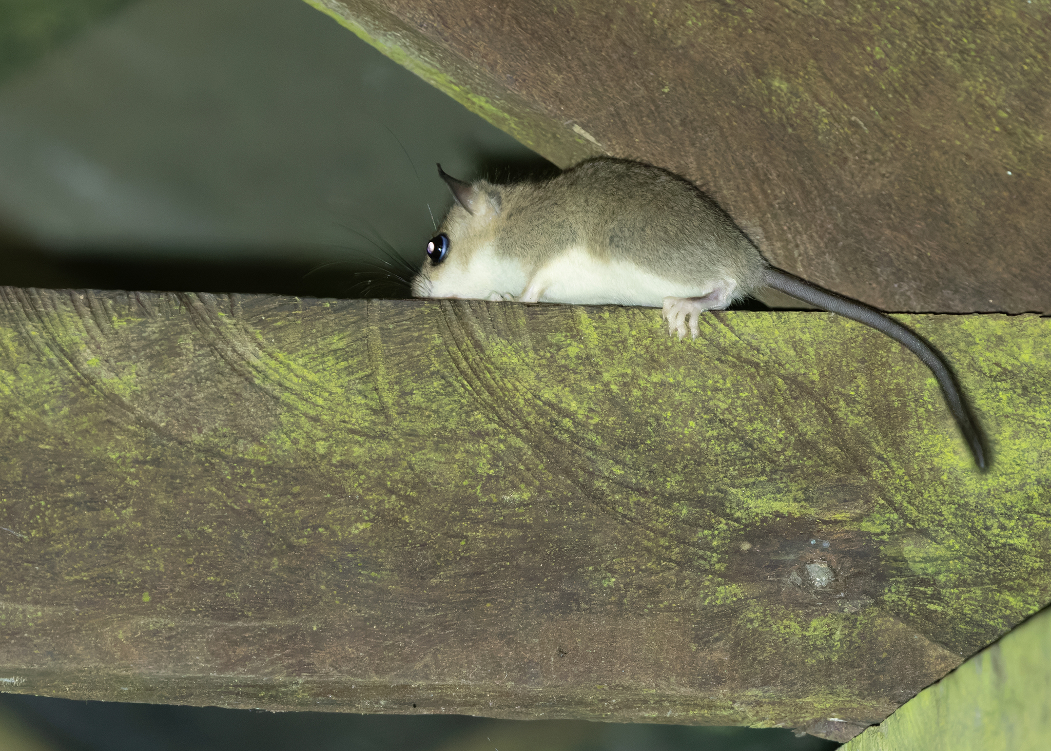 Greater Pencil-Tailed Tree Mouse photo 3