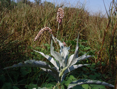 Persicaria lanigera