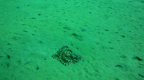 Mimic Octopus — seen at this dive site