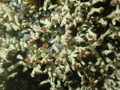 Stereocaulon caespitosum