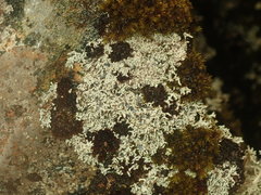 Stereocaulon caespitosum